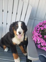 Lena, a female Bernese Mountain Dog for sale in New Haven, IN – 2 of 9