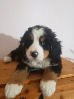 processed/42db2564-ba3f-4f9c-81b9-8058ba1d3995/listing/e5f5d614-65da-4a11-91ff-417d4bb8917e/6511cd2f-ca98-4e99-8068-e3e138ef1418