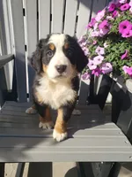 Daisy , a female Bernese Mountain Dog for sale in New Haven, IN – 7 of 9
