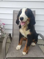 Hannah , a female Bernese Mountain Dog for sale in New Haven, IN – 10 of 10