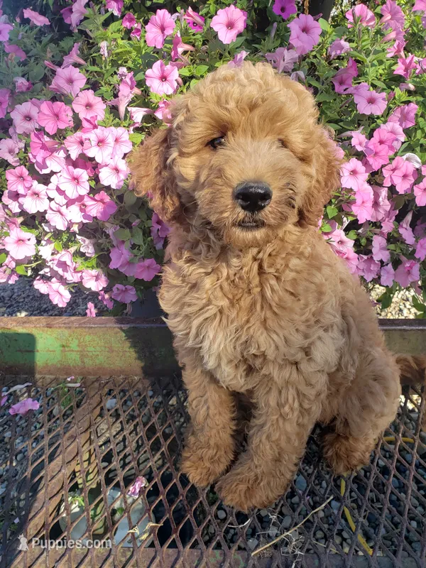 Noah – Miniature Goldendoodle puppy for sale in New Haven, IN