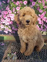 Noah, a male Miniature Goldendoodle for sale in New Haven, IN – 5 of 10