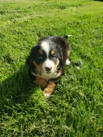 Lilly , a female Bernese Mountain Dog for sale in New Haven, IN – 10 of 10