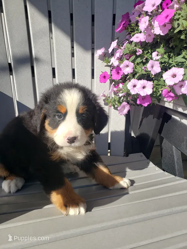 MOOSE  – Bernese Mountain Dog puppy for sale in New Haven, IN