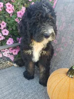 Bear, a male Bernedoodle for sale in New Haven, IN – 9 of 9