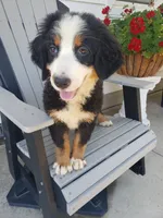 Emma , a female Bernese Mountain Dog for sale in New Haven, IN – 2 of 4