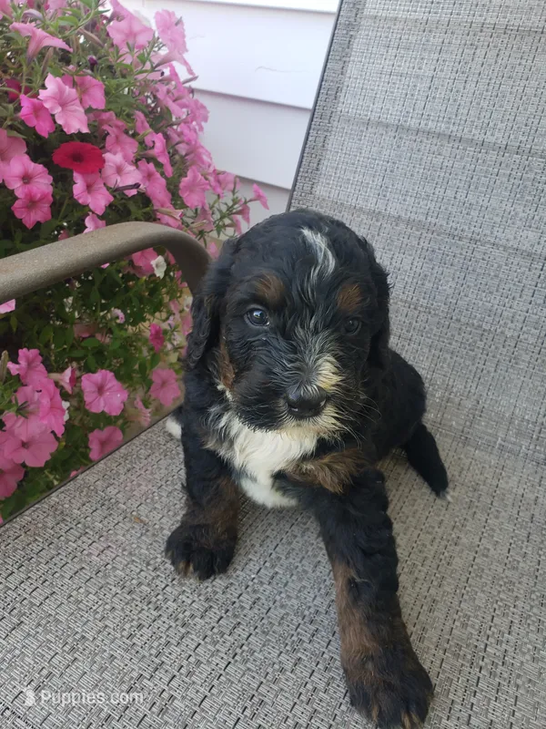 Bear – Bernedoodle puppy for sale in New Haven, IN