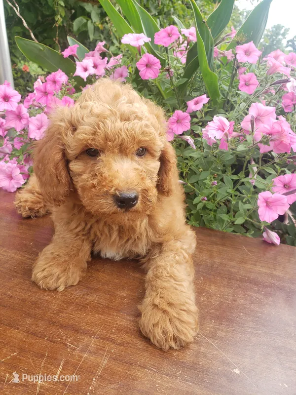 Benji – Miniature Goldendoodle puppy for sale in New Haven, IN
