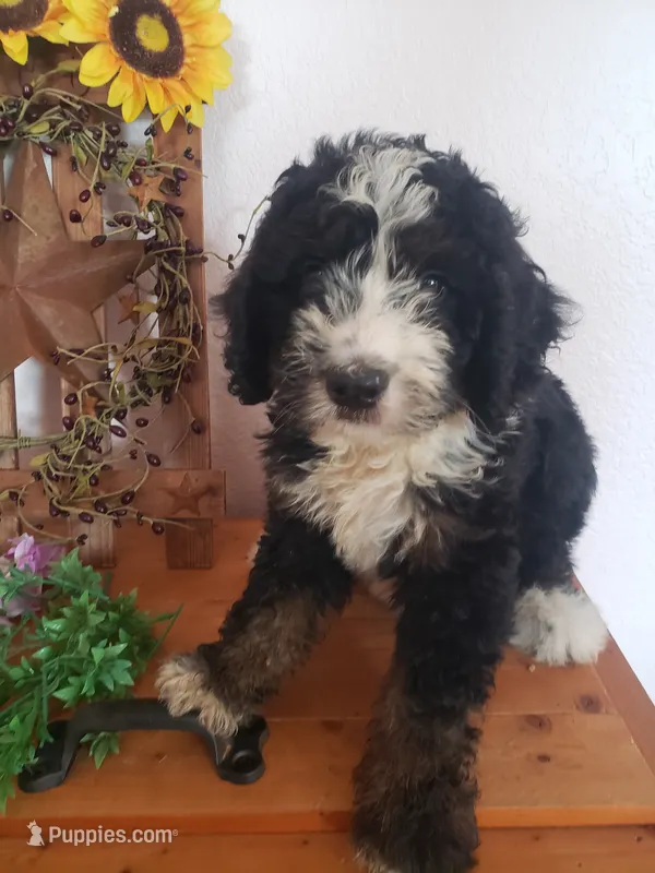 MOOSE  – Bernedoodle puppy for sale in New Haven, IN