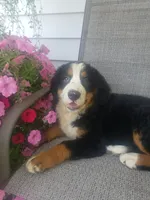 Maddie , a female Bernese Mountain Dog for sale in New Haven, IN – 7 of 9