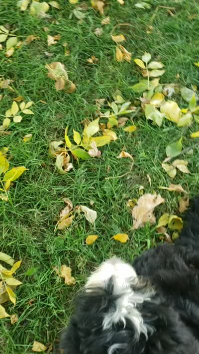 Benji, a male Bernedoodle for sale in New Haven, IN – 9 of 10
