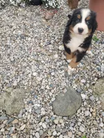  Bear, a male Bernese Mountain Dog for sale in New Haven, IN – 4 of 6