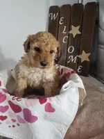 Lucy, a female Miniature Goldendoodle for sale in New Haven, IN – Photo 8 of 8