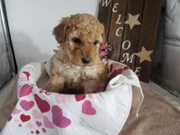 Lucy, a female Miniature Goldendoodle for sale in New Haven, IN – Photo 5 of 8
