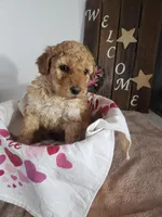 Lucy, a female Miniature Goldendoodle for sale in New Haven, IN – Photo 6 of 8