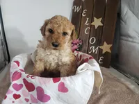 Lucy, a female Miniature Goldendoodle for sale in New Haven, IN – Photo 4 of 8