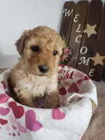 Lucy, a female Miniature Goldendoodle for sale in New Haven, IN – Photo 2 of 8