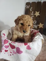 Lucy, a female Miniature Goldendoodle for sale in New Haven, IN – Photo 1 of 8