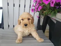 Sammy , a male Miniature Goldendoodle for sale in New Haven, IN – 4 of 5