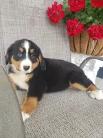 Lilly, a female Bernese Mountain Dog for sale in New Haven, IN – 6 of 6