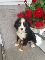 Emily, a female Bernese Mountain Dog for sale in New Haven, IN – 2 of 7