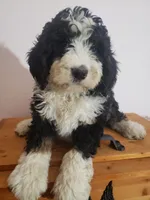 processed/42db2564-ba3f-4f9c-81b9-8058ba1d3995/listing/f0b1290b-fd74-4eea-b5d0-8c84e9d06acc/2a5ab16b-bf6b-46d2-963e-3674b11e279b