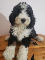 processed/42db2564-ba3f-4f9c-81b9-8058ba1d3995/listing/f0b1290b-fd74-4eea-b5d0-8c84e9d06acc/a802f23b-a567-4d5b-955e-2d7e7ef71179