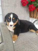 Lilly, a female Bernese Mountain Dog for sale in New Haven, IN – 5 of 6