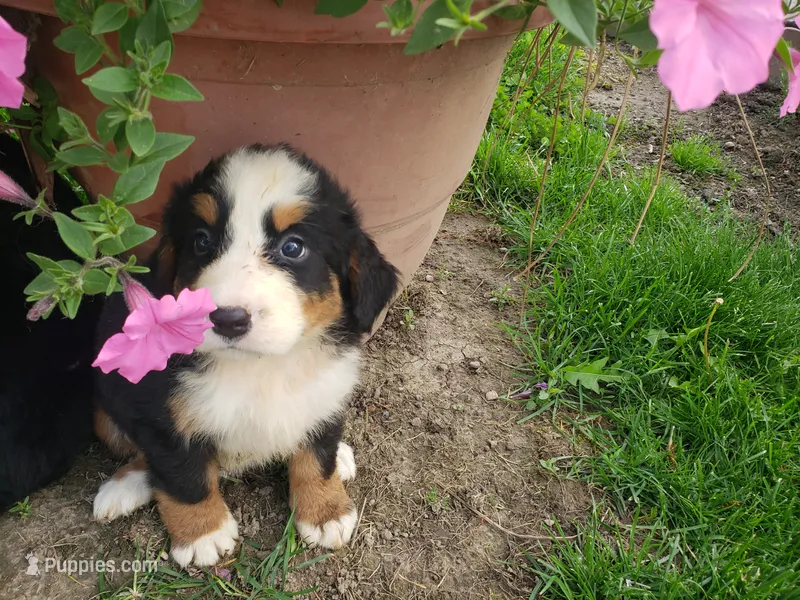 Emily – Bernese Mountain Dog puppy for sale in New Haven, IN