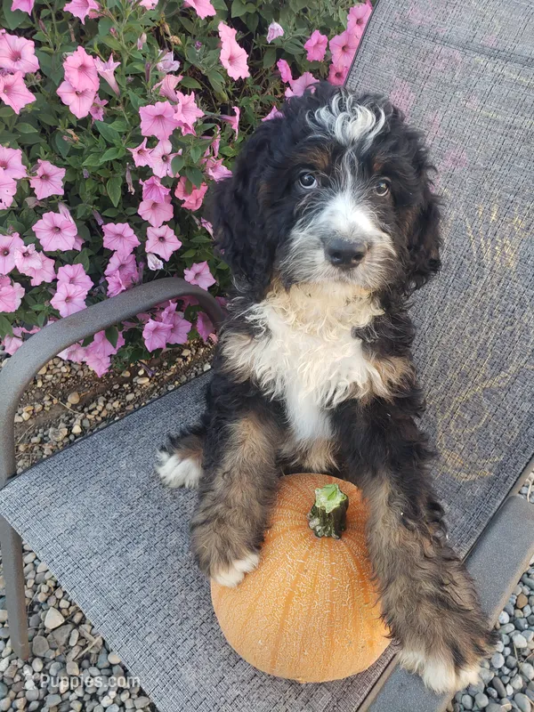 Noah Roscoe  – Bernedoodle puppy for sale in New Haven, IN