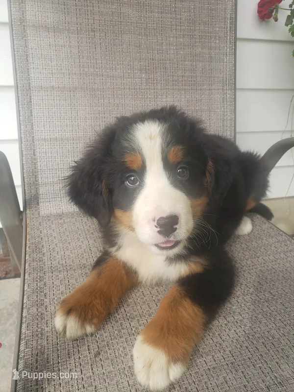 MOOSE  – Bernese Mountain Dog puppy for sale in New Haven, IN