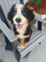 Emma , a female Bernese Mountain Dog for sale in New Haven, IN – 4 of 4