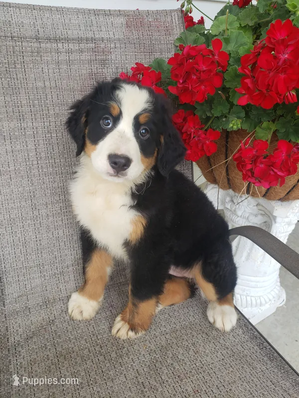 Dasiy  – Bernese Mountain Dog puppy for sale in New Haven, IN