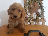 Teddy , a male Miniature Goldendoodle for sale in New Haven, IN – 5 of 5