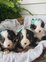 Sammy Roscoe Teddy, a male Bernese Mountain Dog for sale in New Haven, IN – Photo 4 of 6
