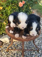 Sammy Roscoe Teddy, a male Bernese Mountain Dog for sale in New Haven, IN – Photo 3 of 6