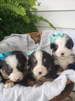 Sammy Roscoe Teddy, a male Bernese Mountain Dog for sale in New Haven, IN – Photo 1 of 6