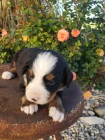 Sammy Roscoe Teddy, a male Bernese Mountain Dog for sale in New Haven, IN – Photo 5 of 6