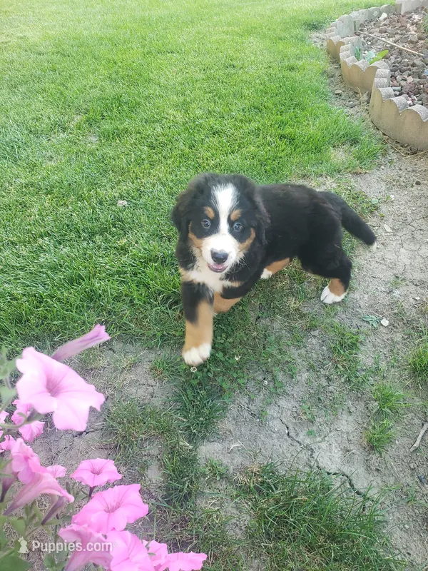  Bear – Bernese Mountain Dog puppy for sale in New Haven, IN
