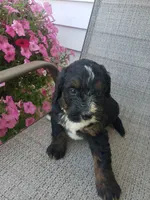 Bear, a male Bernedoodle for sale in New Haven, IN – 8 of 9