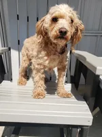 Bella, a female Poodle - Miniature  for sale in New Haven, IN – Photo 1 of 2