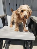 Bella, a female Poodle - Miniature  for sale in New Haven, IN – Photo 2 of 2