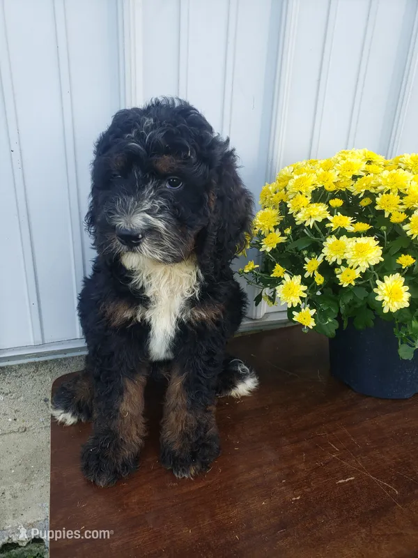 Bear – Bernedoodle puppy for sale in New Haven, IN