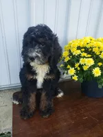 Bear, a male Bernedoodle for sale in New Haven, IN – 4 of 9