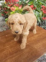 Noah, a male Miniature Goldendoodle for sale in New Haven, IN – 8 of 10