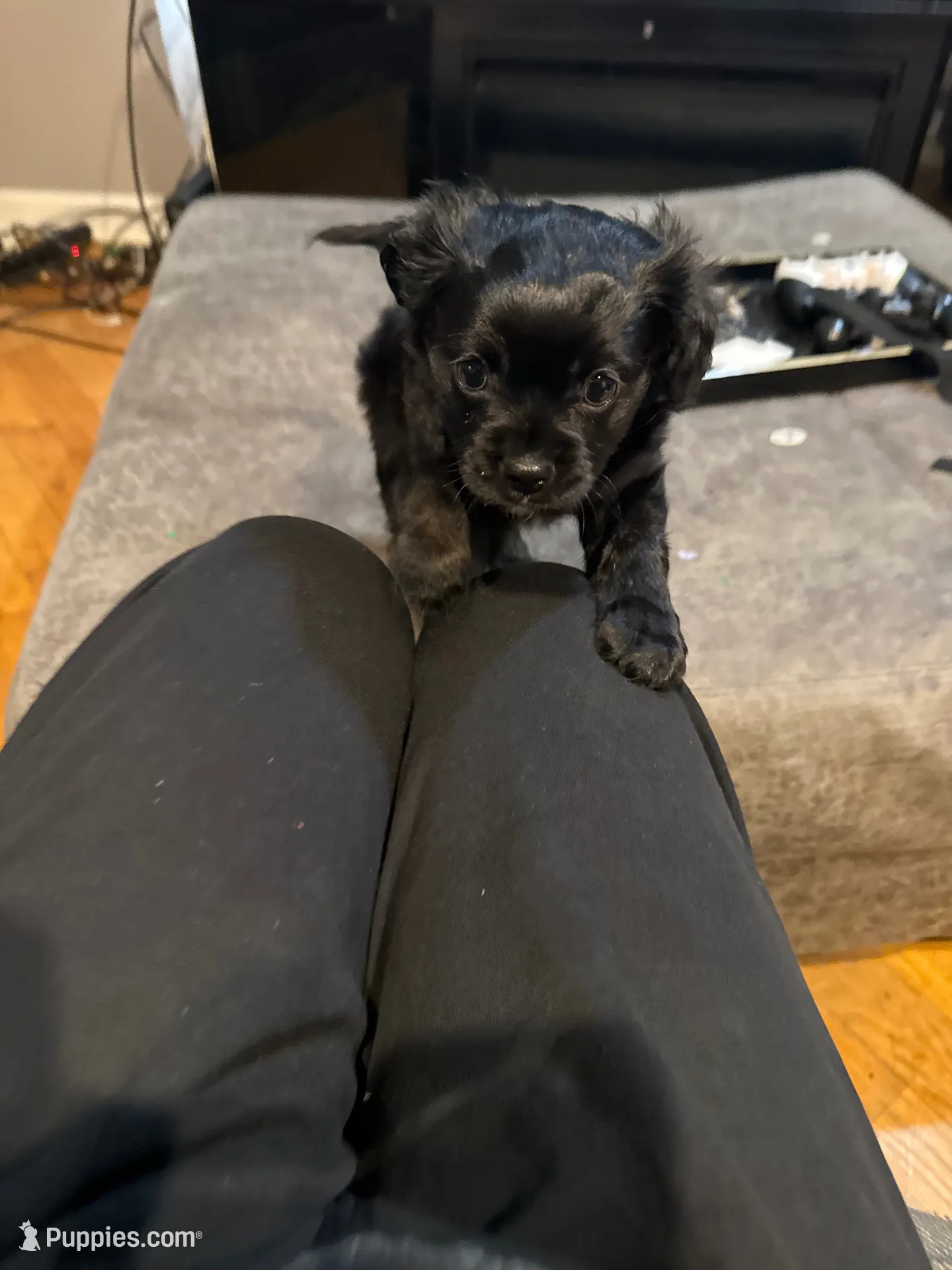 June, a male Yorkshire Terrier and Poodle - Toy  for sale in Indianapolis, IN – 1 of 3
