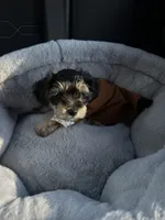 Robbie, a male Yorkshire Terrier and Poodle - Toy  for sale in Indianapolis, IN – 1 of 2