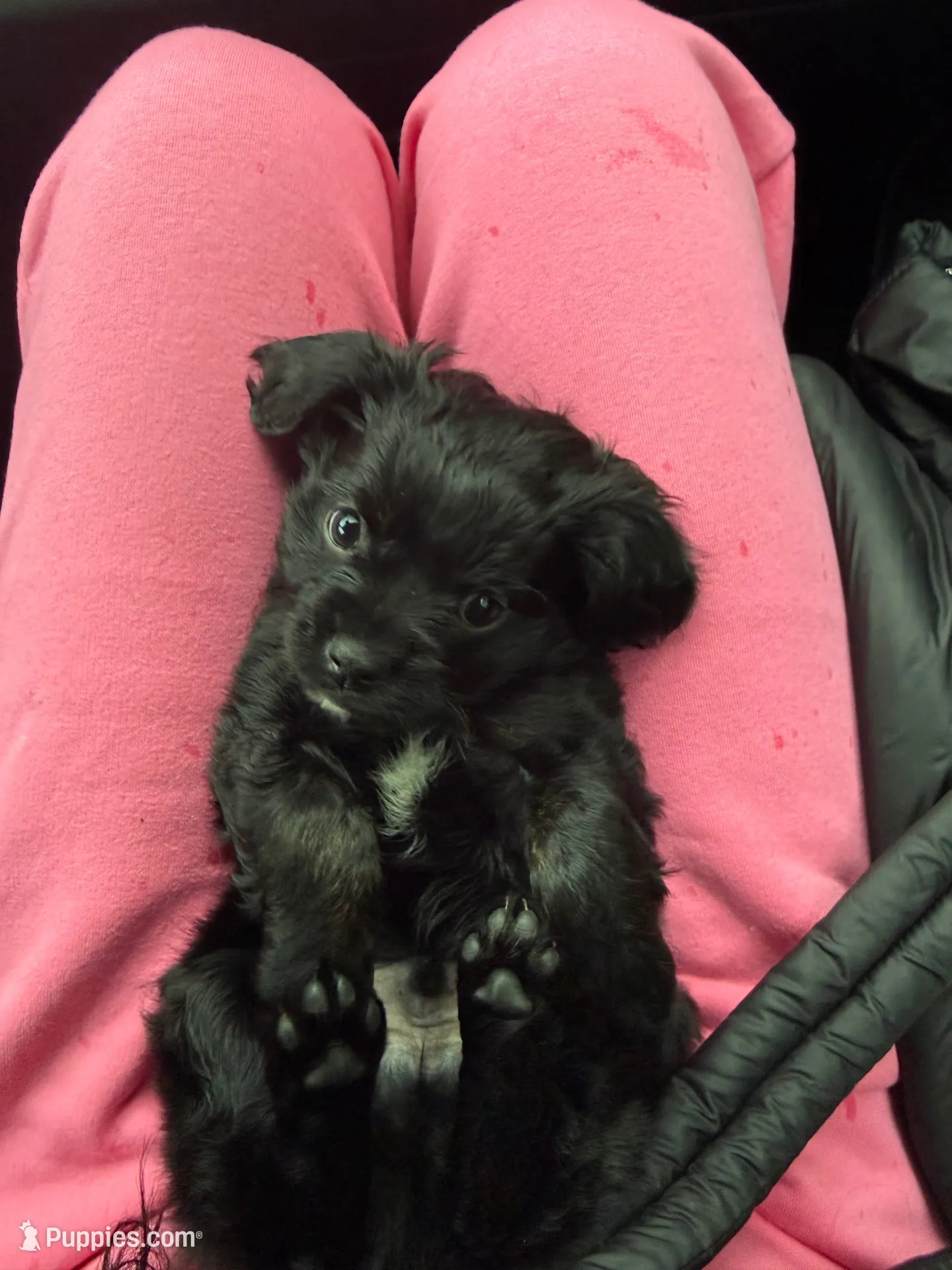 June, a male Yorkshire Terrier and Poodle - Toy  for sale in Indianapolis, IN – 3 of 3