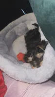 Robbie, a male Yorkshire Terrier and Poodle - Toy  for sale in Indianapolis, IN – 2 of 2