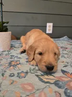 Green Boy, a male Goldendoodle for sale in Fort Meade, FL – 7 of 7